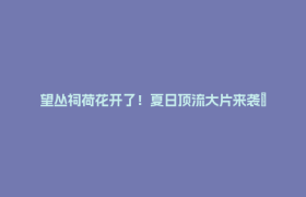望丛祠荷花开了！夏日顶流大片来袭→