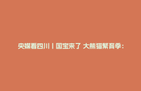 央媒看四川丨国宝来了 大熊猫繁育季：妈妈带崽学本领 上好野化第二课
