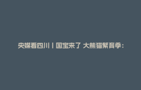 央媒看四川丨国宝来了 大熊猫繁育季：大熊猫“展望”完成配种 进入“待孕”观察期