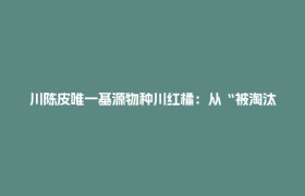 川陈皮唯一基源物种川红橘：从“被淘汰”到“香饽饽”的逆袭之路