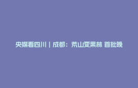 央媒看四川｜成都：荒山变果林 首批晚熟蟠桃迎来采摘季