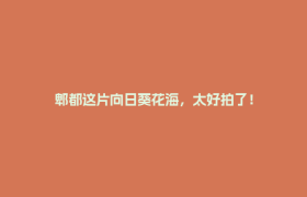 郫都这片向日葵花海，太好拍了！