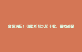 金色满田！俯瞰郫都水稻丰收，每帧都是好“丰”光