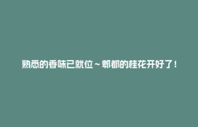熟悉的香味已就位～郫都的桂花开好了！