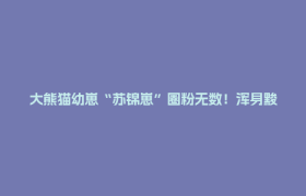 大熊猫幼崽“苏锦崽”圈粉无数！浑身黢黑，原来是这么回事……