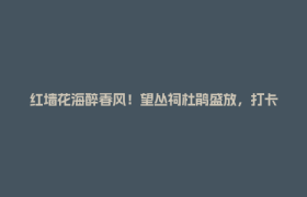 红墙花海醉春风！望丛祠杜鹃盛放，打卡正当时~
