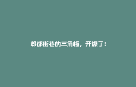 郫都街巷的三角梅，开爆了！