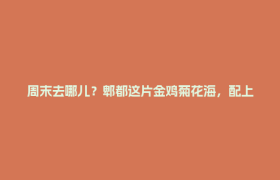 周末去哪儿？郫都这片金鸡菊花海，配上马卡龙桥，太出片了