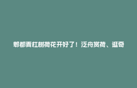 郫都青杠树荷花开好了！泛舟赏荷、逛奇妙会，端午来这就对了