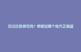 见过白色荷花吗？郫都这两个地方正值盛花期