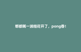 郫都第一波桂花开了，pong香！