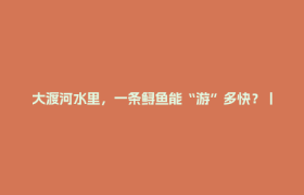 大渡河水里，一条鲟鱼能“游”多快？丨“四个发力”一线观察