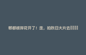 郫都彼岸花开了！走，拍秋日大片去🤪