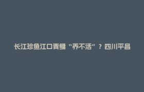 长江珍鱼江口青鳙“养不活”？四川平昌做到了，还养出一个亿元产业